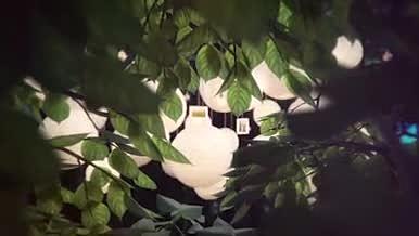 唯美灯笼悬挂照片婚礼AECC2015模板视频的预览图